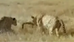 民乐群星 - 今天你要嫁给我 二胡版