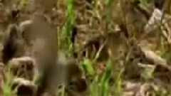 民乐群星 - 死了都要爱 二胡版