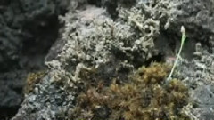 民乐群星,音乐短片 - 走罗堤