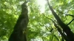 民乐群星 - 格桑拉 古筝版