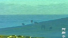 民乐群星 - 阿斯尔 马头琴版