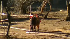 民乐群星 - 苗岭的早晨 口笛版