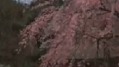 民乐群星 - 到春来 广东音乐