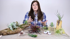 How To Display Air Plants