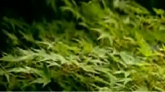 民乐群星 - 阳明春晓 笛子版