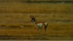 民乐群星 - 采花 笛子版