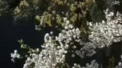 民乐群星 - 九九艳阳天 笛子版