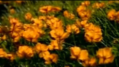 民乐群星,音乐短片 - 天女散花