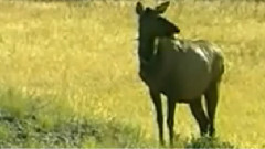 民乐群星,音乐短片 - 粤海欢歌