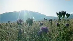 民乐群星 - 草原上 中胡独奏