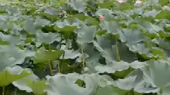 音悦stage - 太湖美