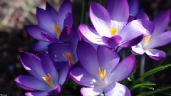 轻音乐 - Michel Pepe - Eveil de Esprit