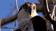 轻音乐,音乐短片,风景 - Find The Miracle