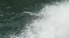 音悦stage - 沧海一声笑