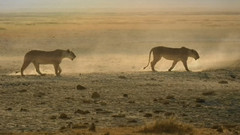 非洲日落 班得瑞新世纪音乐