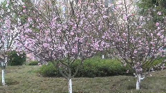 在那桃花盛开的地方