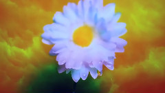 Sturgill Simpson - In Bloom