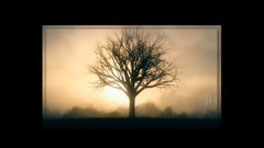 山楂树 (Single Version)