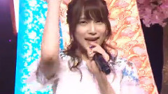 桜の花びらたち