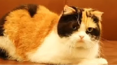 未来シティ研究所 #77 超高層都市