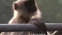 电影<大唐玄奘>制作特辑之天竺趣闻