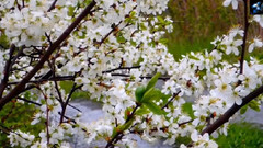 Sounds Of The Rain (雨之声)