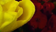 民乐群星 - 喜相逢