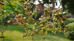 民乐群星 - 五梆子