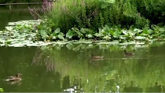 авторское видео Jorg