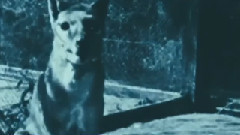 电影<猎人>美国版预告片