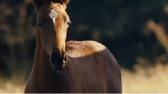 电影<战马>香港版预告片