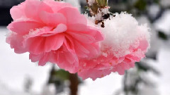 Song For A New Beginning