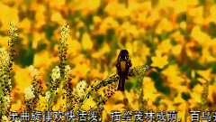 民乐群星 - 荫中鸟