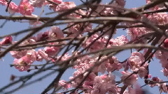 民乐群星 - 梅花三弄