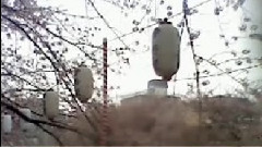 初音未来 - 樱花道