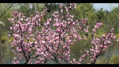 扬州风光 梅岭春深