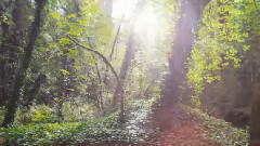 渴望爱情的猪 混音版