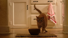 Sucker For Your Love