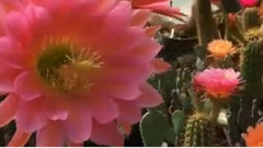 2016年我的Echinopsis-Hybride Goldrose'和仙人掌