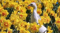 Giovanni Marradi,音乐短片 - Piano Album Chunk 1