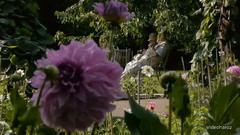 柏林布里茨花园