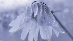 Mendelssohn - On Wings Of Song, Op.34, No.2