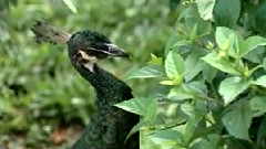 民乐群星 - 孔雀开屏