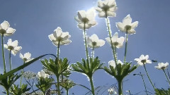 Enya,音乐短片 - Fairytale