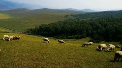 陪你一起看草原