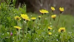 张学友 - 一路上有你