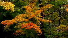 Les Reflets Du Silence