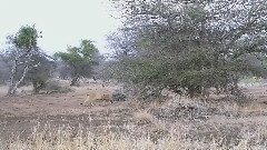 The Dream Of The Dolphin