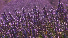 I Will Always Love You