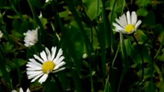 Yesterday When I Was Young